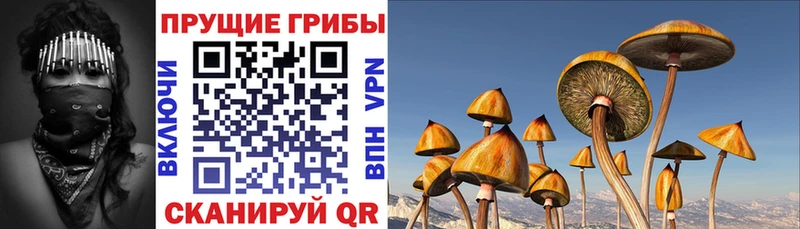 кракен зеркало хочу Арск Галлюциногенные грибы Psilocybine cubensis